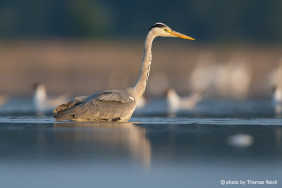 Grey Heron wading in shallow waters