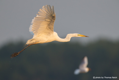 Flying Great Egret in the sky
