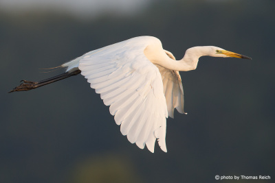 Great Egret plumage