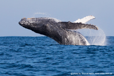 Humpback Whale appearance