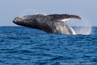 Humpback Whale length