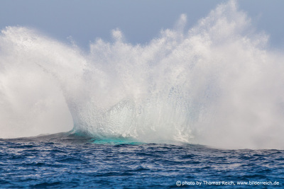 Humpback Whale big splash