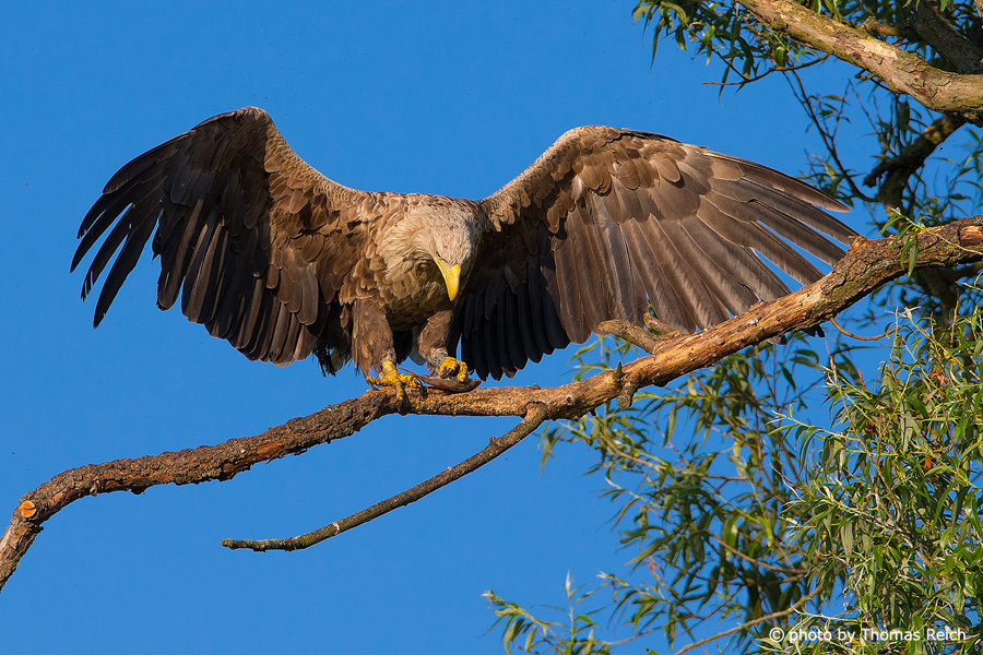 White-tailed Eagle with prey on tree branch
