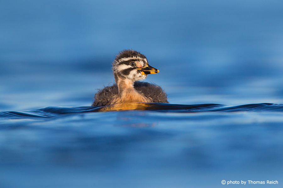 Red-necked Grebe chick swimming