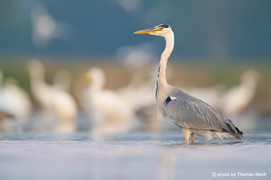 Grey Heron stands in shallow waters