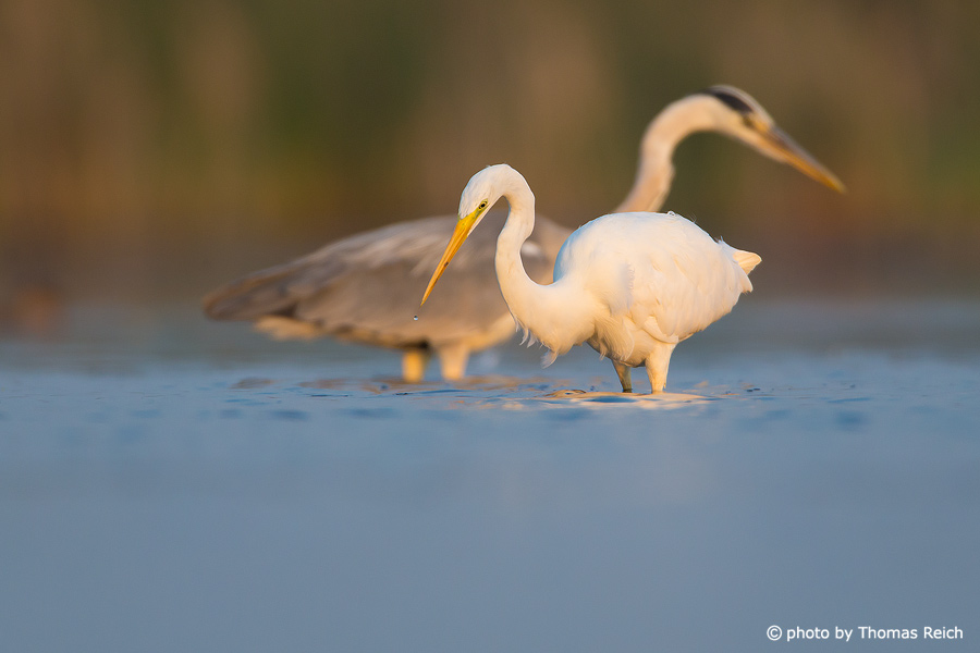 Great Egret and Grey heron hunting