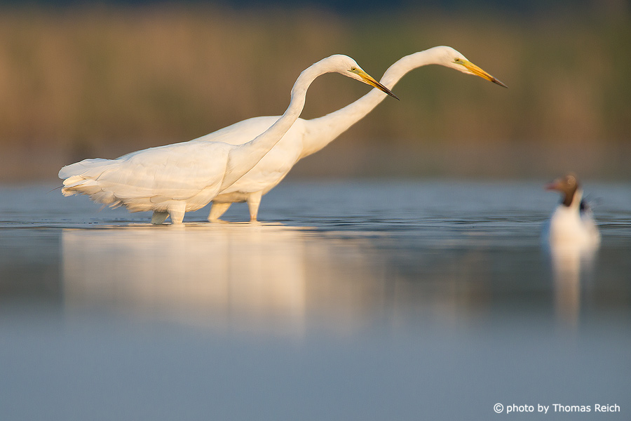 Great Egrets couple hunting fish