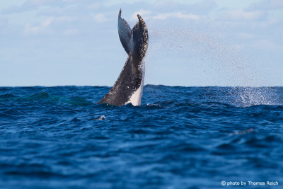 Humpback Whale dives into the depths