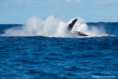 Humpback Whale after jump