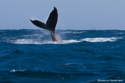 Humpback Whale foraging