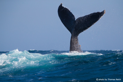 Fluke of Humpback Whale