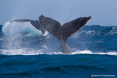Humpback Whales strike water surface with tail flukes