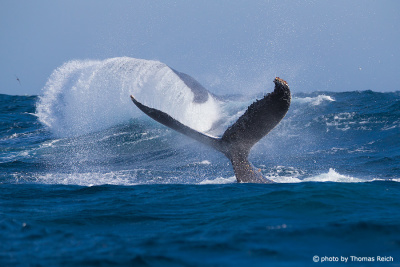 Buckelwale mit Seepocken an Schwanzflosse