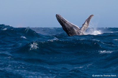 Humpback Whale breaching, South Africa