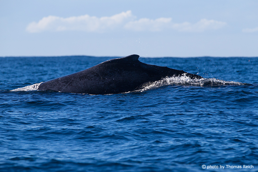Humpback Whale dorsal fin