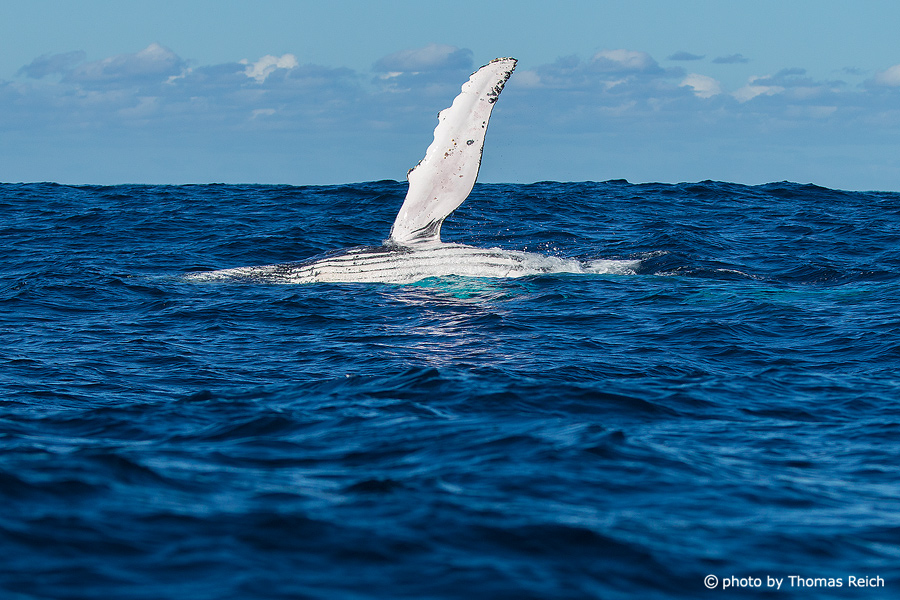 Humpback Whale pectoral fin