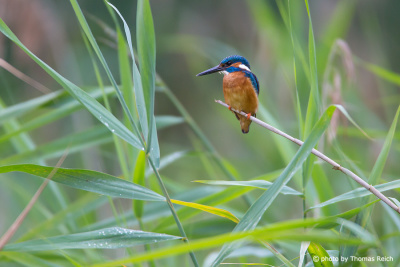 Common Kingfisher sits in the reed