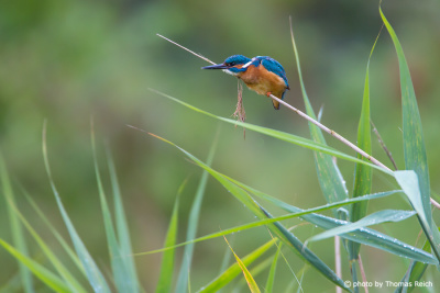 Common Kingfisher on reed stalk