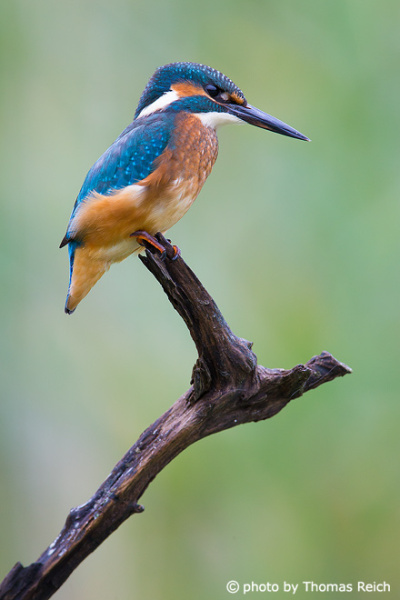 Eurasian Kingfisher alder carr