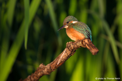 Common Kingfisher in the sun