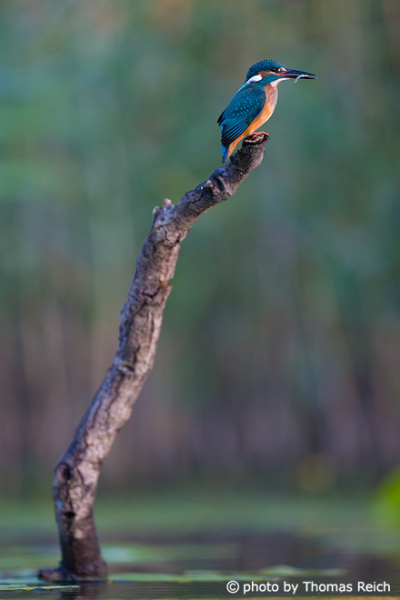 Common Kingfisher is catching fish