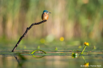 Common Kingfisher in natural habitat