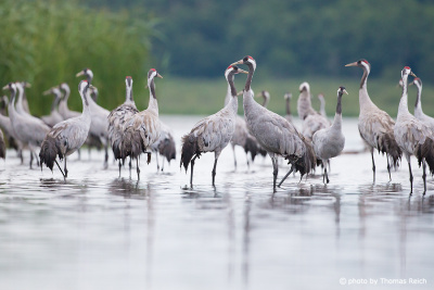 Common cranes standing in in shallow water