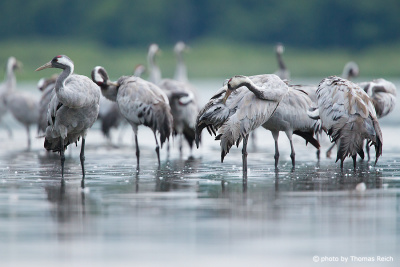 Common Cranes at roosting place at lake