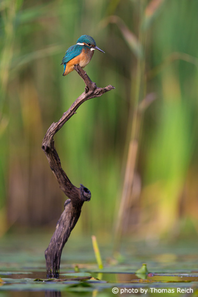 Common Kingfisher water lilies