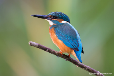 Common Kingfisher Population in Germany