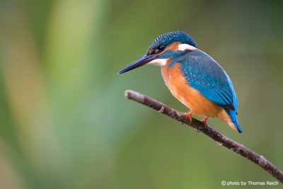 Common Kingfisher appearance