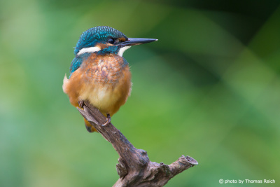 Common Kingfisher sits on branch