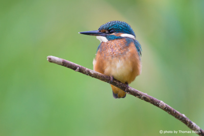 Juvenile Common Kingfisher sits on branch