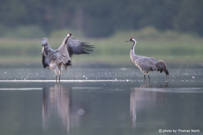Common Cranes standing in shallow water