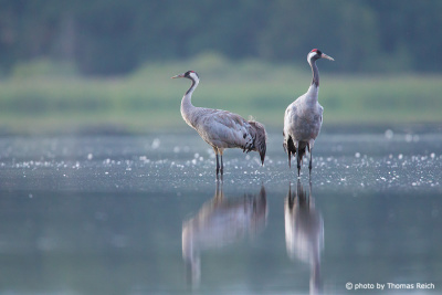 Couple of Common Crane