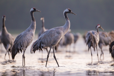 Common Cranes reaching their roosting place