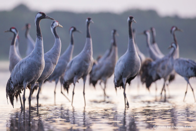 Flock of Common Cranes in shallow waters