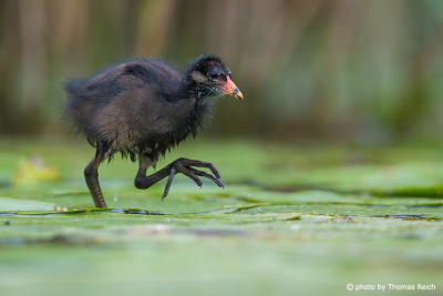 Appearance of Common Moorhen in Germany