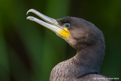 Great Cormorant Fledgling