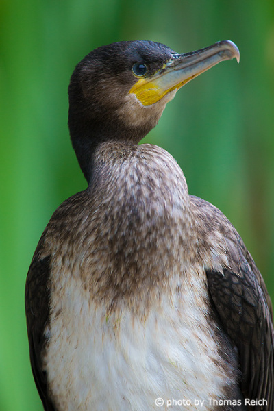 Great Cormorant with white chest