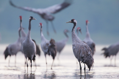 Common Crane birds