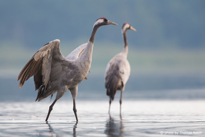 Two Common Cranes in shallow water