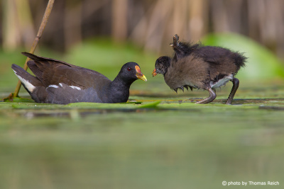 Common Moorhen with chick