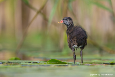 Young Common Moorhen stands on lily pads