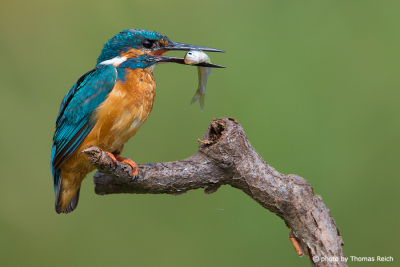 Common Kingfisher bird with captured fish