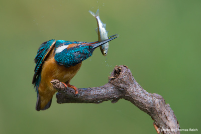 Common Kingfisher stuns fish