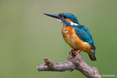 Common Kingfisher perched in nature