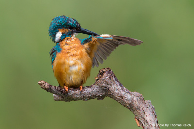 Common Kingfisher cleans plumage