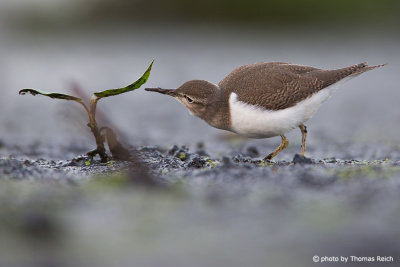 Common Sandpiper foraging and diet