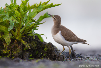 Common Sandpiper looking for food in the marshland